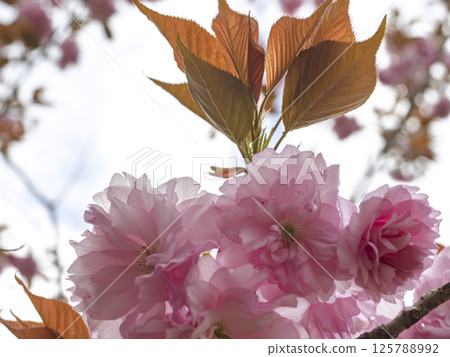 Beautiful double cherry blossoms in full bloom 125788992