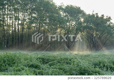 The rays of the morning sun shining into the forest 125789020