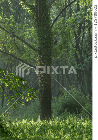 Fresh green forest shrouded in fog 125789022