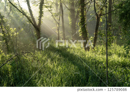 Fresh green forest shrouded in fog Fresh green forest shrouded in fog 125789086
