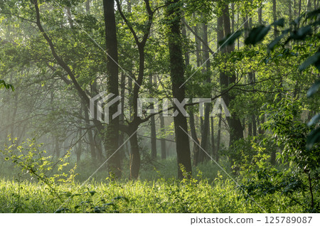 Fresh green forest shrouded in fog Fresh green forest shrouded in fog 125789087