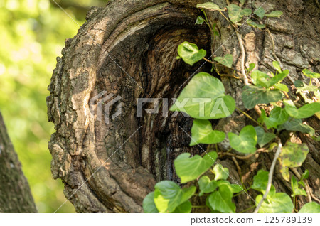Hollow tree and ivy leaves growing on the trunk 125789139