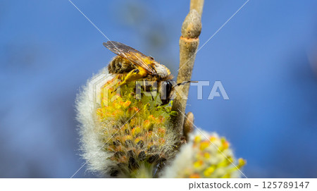 A bee on a branch of a blooming willow A bee on a branch of a blooming willow 125789147