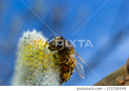 A bee on a branch of a blooming willow A bee on a branch of a blooming willow 125789149