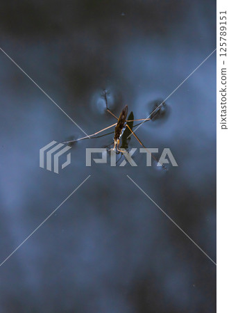 Insect Gerris lacustris, known as common pond skater or common water strider is a species of water strider, found in Europe have ability to move quickly on the water surface and have hydrophobic legs 125789151