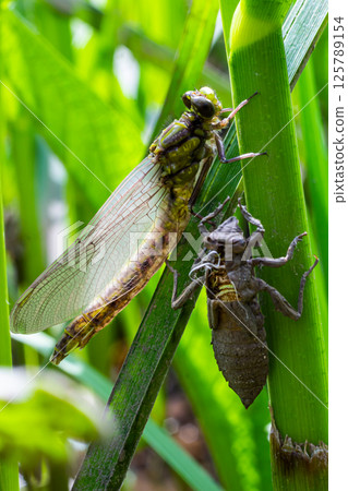 Larval dragonfly grey shell. Nymphal exuvia of Gomphus vulgatissimus. White filaments hanging out of exuvia are linings of tracheae. Exuviae, dried outer casing on blade of grass Larval dragonfly grey shell. Nymphal exuvia of Gomphus vulgatissimus. White filaments hanging out of exuvia are linings of tracheae. Exuviae, dried outer casing on blade of grass 125789154