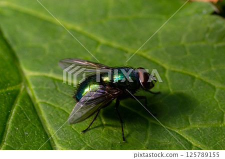 Close-up view of a metallic green fly resting on a leaf in a natural environment, highlighting fine details and vivid colors 125789155