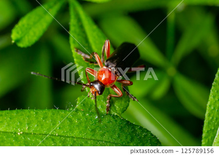 Close-up of a vibrant red and black beetle on a green leaf in a lush garden during daylight hours showcasing detailed insect features and nature interaction Close-up of a vibrant red and black beetle on a green leaf in a lush garden during daylight hours showcasing detailed insect features and nature interaction 125789156