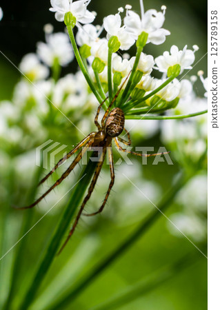 Long Jawed Spider Tetragnatha Extensa Long-Jawed Orb Weaver Spider Long Jawed Spider Tetragnatha Extensa Long-Jawed Orb Weaver Spider 125789158
