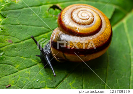Oxychilus alliarius , commonly known as the garlic snail or garlic glass-snail 125789159