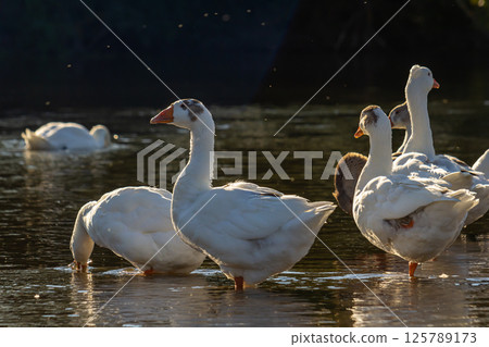 A domestic goose is a goose that humans have domesticated and kept for their meat, eggs, or down feathers. Domestic geese have been derived through selective breeding from the wild greylag goose A domestic goose is a goose that humans have domesticated and kept for their meat, eggs, or down feathers. Domestic geese have been derived through selective breeding from the wild greylag goose 125789173