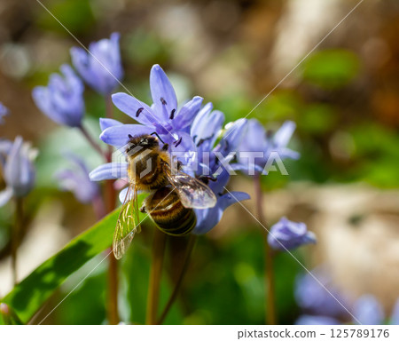 Working bee on a Scylla flowers in the park in spring Working bee on a Scylla flowers in the park in spring 125789176