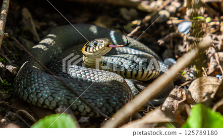 The grass snake Natrix natrix, sometimes called the ringed snake or water snake, is a Eurasian non-venomous snake. Mating time in spring in the forest The grass snake Natrix natrix, sometimes called the ringed snake or water snake, is a Eurasian non-venomous snake. Mating time in spring in the forest 125789180