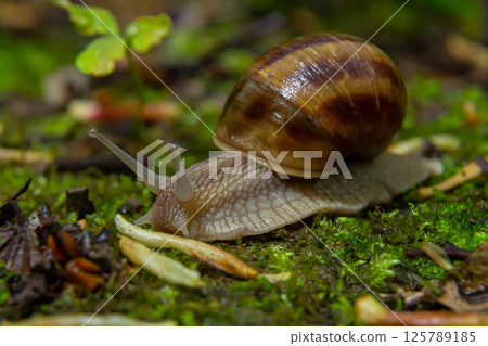 Helix pomatia, common names the Roman snail, Burgundy snail, edible snail, or escargot - perfect macro details Helix pomatia, common names the Roman snail, Burgundy snail, edible snail, or escargot - perfect macro details 125789185