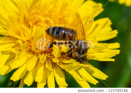 Bee on a dandelion flower, close-up. Yellow dandelion flowers in a clearing, pollination of flowers by insects. Natural spring background with bright flowers, selective focus. 125789186