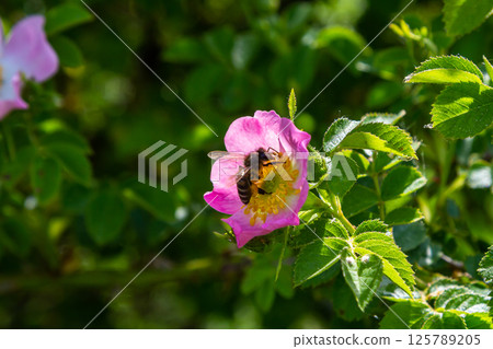 Bees pollinating pink flowers in a lush garden during a sunny afternoon in spring 125789205