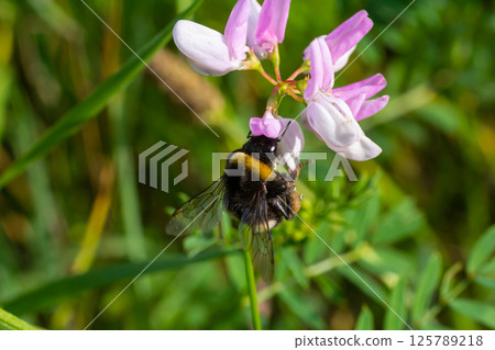 Bumble bee sitting on a thistle flower, closeup. Front view. Genus species Bombus Bumble bee sitting on a thistle flower, closeup. Front view. Genus species Bombus 125789218