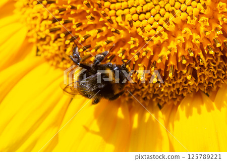 Bumble bee sitting on a thistle flower, closeup. Front view. Genus species Bombus 125789221