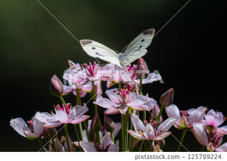 Beautiful white butterfly hovering over delicate pink flowers in a vibrant garden during spring Beautiful white butterfly hovering over delicate pink flowers in a vibrant garden during spring 125789224
