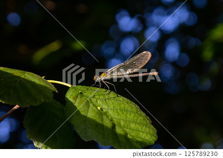 Close-up view of a delicate insect perched on a green leaf in the gentle light of the forest Close-up view of a delicate insect perched on a green leaf in the gentle light of the forest 125789230