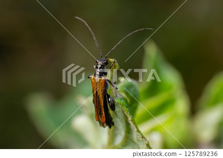 Close-up view of a butterfly perched on green leaves in natural surroundings during daylight 125789236