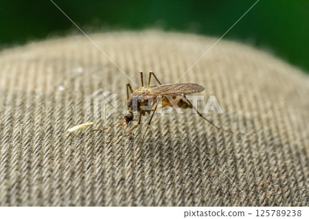 Closeup Aedes aegypti or common house mosquito 125789238