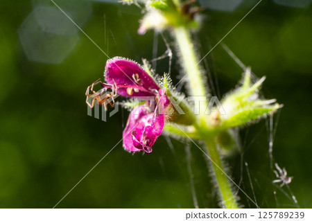 Spider belonging to the family Linyphiidae. Linyphiidae is a family of very small spiders 125789239