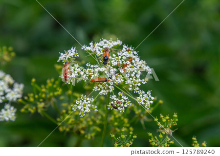 Bright orange insects pollinate delicate white flowers in a lush green setting during a sunny day 125789240