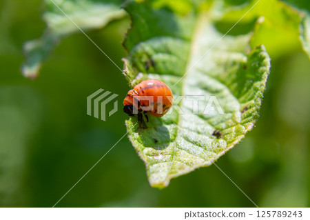 Bright orange insect resting on a green leaf, showcasing natural beauty and detail in a garden setting during daytime hours Bright orange insect resting on a green leaf, showcasing natural beauty and detail in a garden setting during daytime hours 125789243