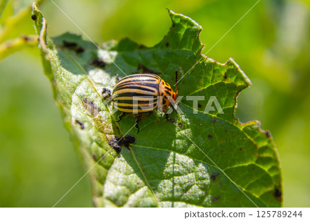 Detailed view of a striped beetle on a green leaf in a natural setting during a bright sunny day in spring Detailed view of a striped beetle on a green leaf in a natural setting during a bright sunny day in spring 125789244