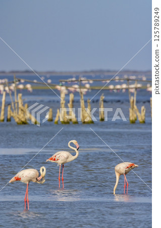 Flamingo in Parc Naturel regional de Camargue, Provence, France Flamingo in Parc Naturel regional de Camargue, Provence, France 125789249