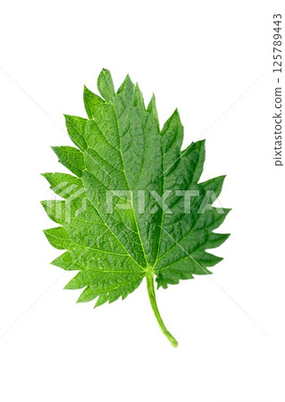 Nettle close-up leaf isolated on white background, clipping path, full depth of field Nettle close-up leaf isolated on white background, clipping path, full depth of field 125789443