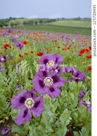 Typical spring landscape with poppies near Silica (Szilice), National Park Slovak Kras, Slovakia Typical spring landscape with poppies near Silica (Szilice), National Park Slovak Kras, Slovakia 125789495