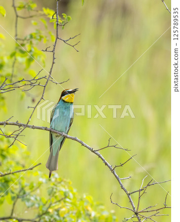European bee-eater, Merops apiaster, Palava, Southern Moravia, Czech Republic European bee-eater, Merops apiaster, Palava, Southern Moravia, Czech Republic 125789535