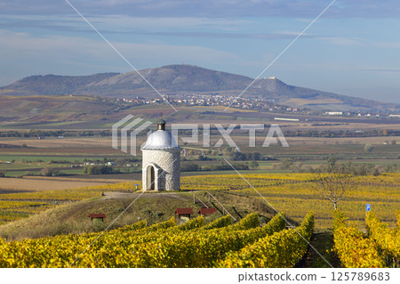 Autumn vineyard near Velke Bilovice with Palava, Southern Moravia, Czech Republic 125789683