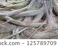 A decaying tree root 125789709