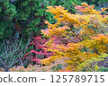 Bright autumn leaves 125789715