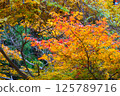 Bright autumn leaves 125789716
