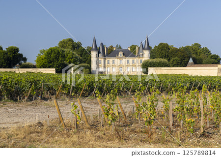 Typical vineyards near Chateau Pichon Longueville Baron, Bordeaux, Aquitaine, France 125789814