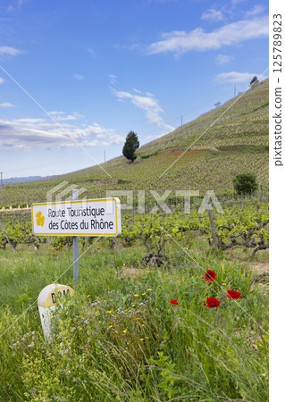 Typical vineyard with Wine road (Route Touristique des Cotes du Rhone) near Tain l'Hermitage, Cotes du Rhone, France 125789823