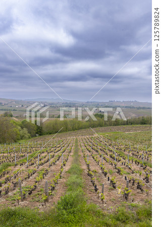 Spring vineyards near Julienas in Beaujolais, Burgundy, France 125789824