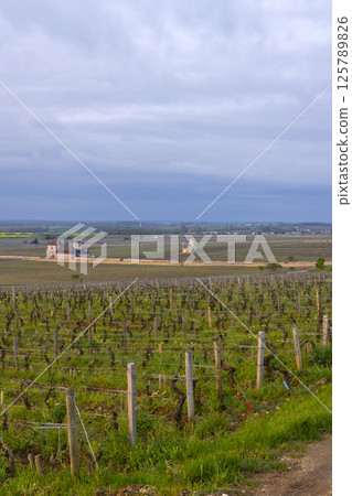 Typical vineyards near Clos de Vougeot, Cote de Nuits, Burgundy, France Typical vineyards near Clos de Vougeot, Cote de Nuits, Burgundy, France 125789826