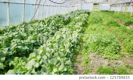 Organic vegetables grown in a polytunnel. 125789835
