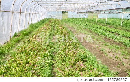 Organic vegetables grown in a polytunnel. Organic vegetables grown in a polytunnel. 125789837