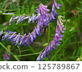 A Japanese long-horned bee sucking nectar from a wisteria (photographed in Osaka City in April 2025) 125789867