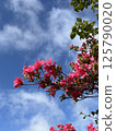 雨後的杜鵑花 125790020
