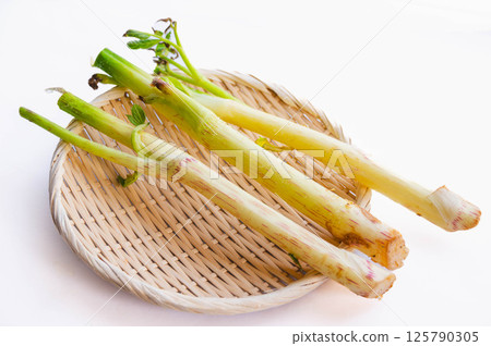 新鮮採摘的牛豆 125790305