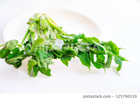 Udo leaves Udo leaves 125790319