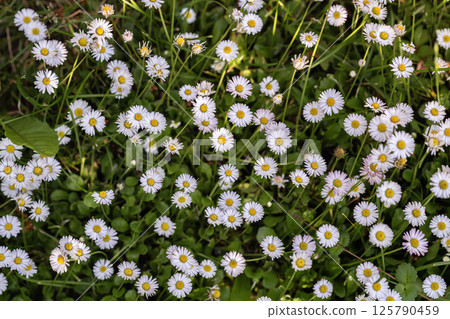 Blooming daisies fill meadow with white petals and yellow centers creating cheerful floral texture, view from above. Daisies symbolize innocence, freshness. Natural simplicity background Blooming daisies fill meadow with white petals and yellow centers creating cheerful floral texture, view from above. Daisies symbolize innocence, freshness. Natural simplicity background 125790459