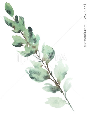 Watercolor twig with light green leaves isolated illustration, pastel wedding stationery element 125790561